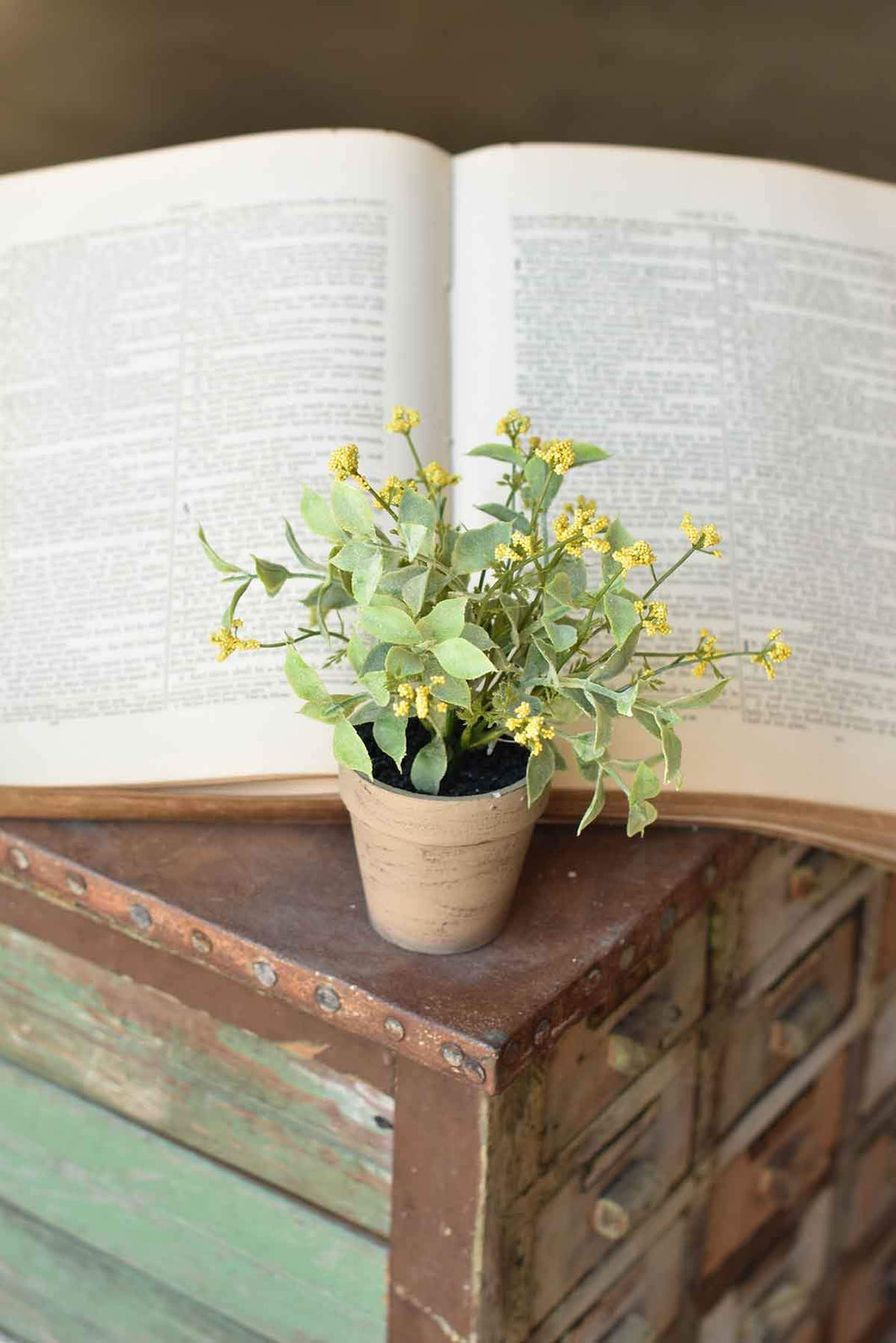 Potted Happy Harmony - Yellow